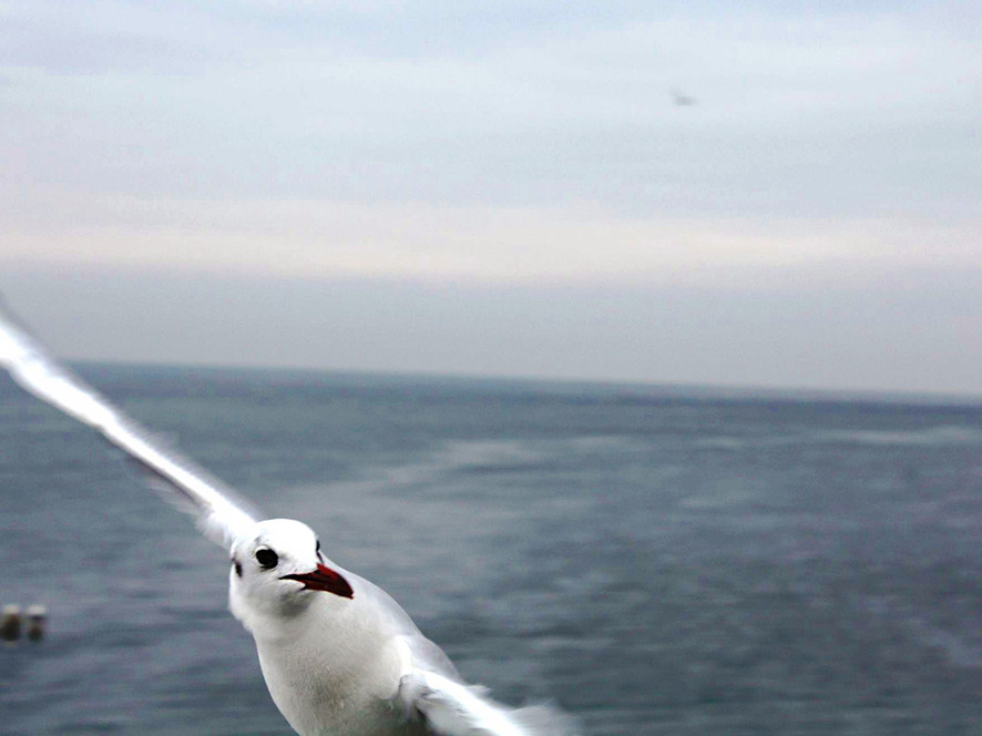 Bildunterschrift Bildunterschrift